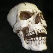 skull